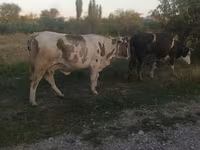 Сиыр, Ірі қара — 1-сурет