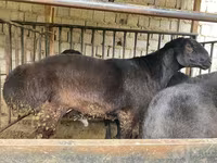 Carnero, Hissar sheep — foto 1