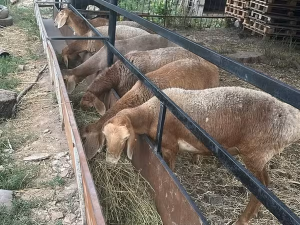 भेड़, भेड़ — किर्गिज़स्तान