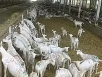 عنزة, Saanen goat — الصورة 2