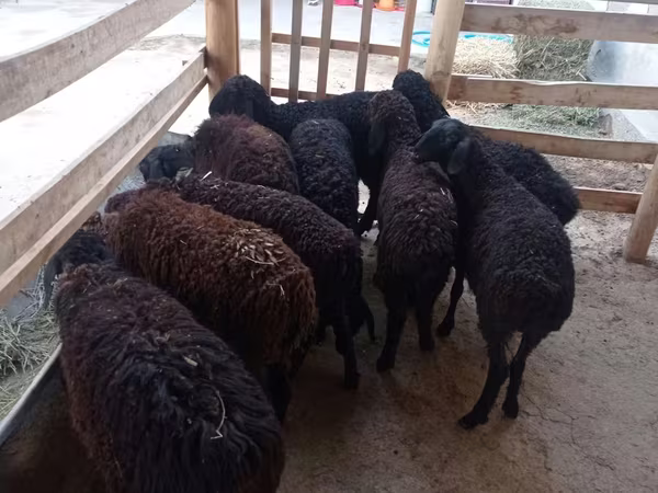 Schaf, Tajik sheep