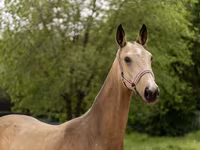 Stute, Akhal-Teke — Foto 4