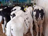 Бұқа, Голштин тұқымы — 7-сурет