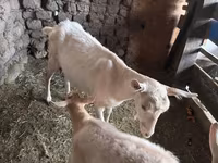 Goat, Saanen goat — photo 1