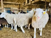 公羊, Romanov sheep — 照片 4