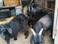 Cabro, Cabras — foto 3