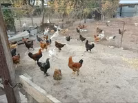 Chickens — photo 1