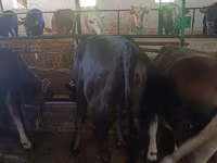Vaca, Raza Alatau — foto 6