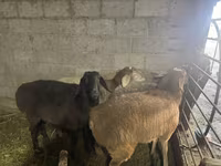 Oveja, Arashan sheep — foto 4