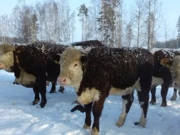 Cow, Cattle