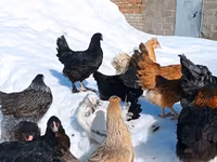 Chickens — Foto 4