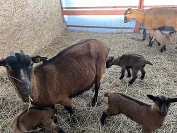 Ешкі, Alpine goat