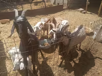 Cabro, Cabras — foto 1