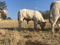 Бұқа, Charolais cattle — 3-сурет