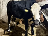 गाय, गोलस्टीन नस्ल — फ़ोटो 1