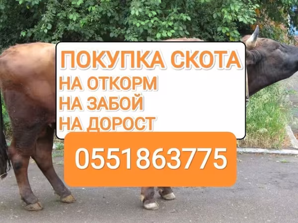 Бұқа, Ірі қара