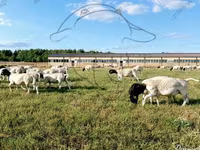 Widder, Dorper sheep — Foto 1