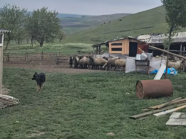 公羊, Sheep