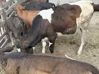 सांड, Russian Black pied cattle — फ़ोटो 2