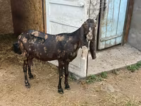Ешкі, Kamori goats — 2-сурет