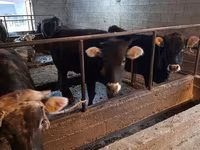 Сиыр, Swiss cattle — 4-сурет