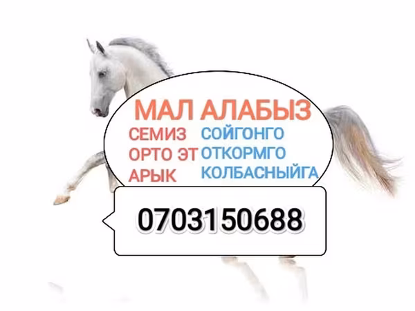 Бие, Жылқылар