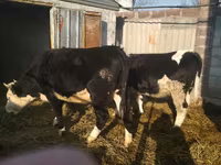 Cow, Holstein breed — photo 2