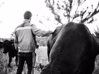 公牛, Aberdeen-Angus — 照片 5