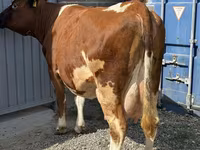 Cow, Cattle — photo 3