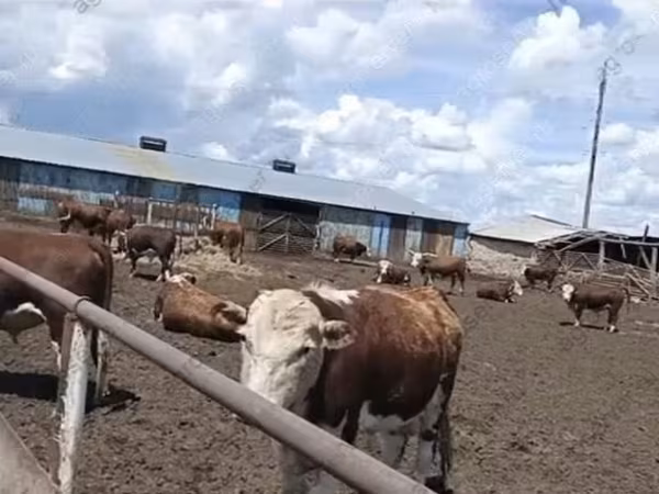 Бұқа, Қазақ ақбас сиыры