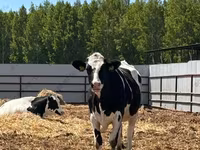 母牛, Holstein breed — 照片 6