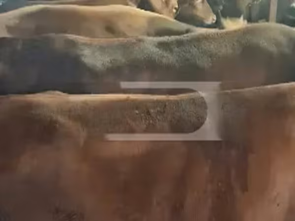 Сиыр, Ірі қара