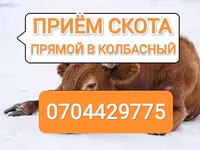 Бұқа, Ірі қара — 1-сурет