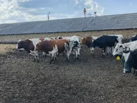 ثور, Russian Black pied cattle — الصورة 3