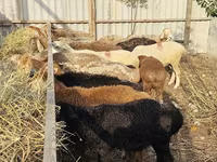 Sheep, Sheep — photo 7