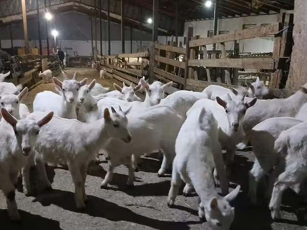 बकरी, Saanen goat