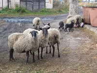 Schaf, Romanov sheep — Foto 6