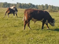 公牛, Holstein breed — 照片 1