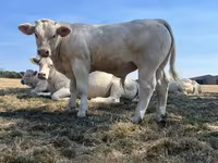 Toro, Raza de vaca — foto 7