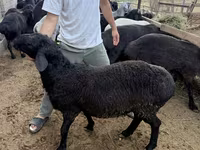 Ram, Sheep — photo 4