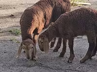 Қошқар, Arashan sheep — 3-сурет