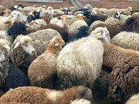 كبش, الأغنام — الصورة 8