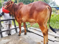 Vaca, Ganado vacuno — foto 1