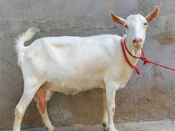 Ziege, Saanen goat