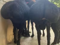 Carnero, Hissar sheep — foto 3
