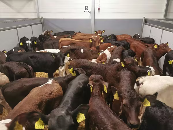 Cow, Cattle