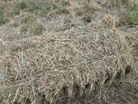 🌾 Сено после семенника 🌾 Продам сено, после обмолота. кастра Без — Foto 2