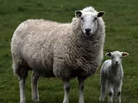 公羊, Hissar sheep — 照片 4