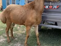 Carnero, Arashan sheep — foto 1
