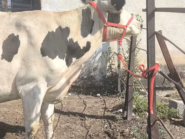 Сиыр, Russian Black pied cattle